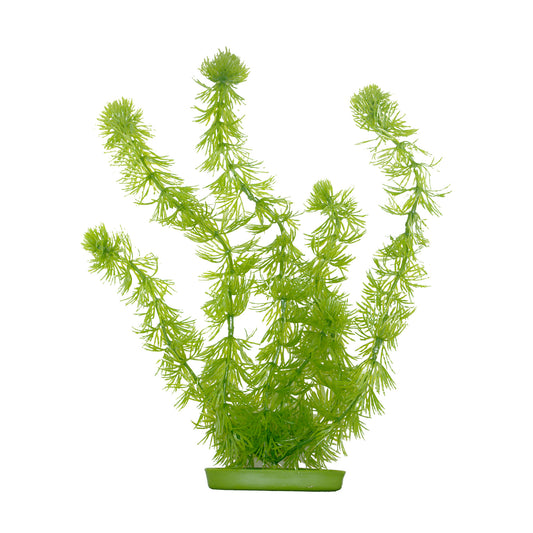 marina-hornwort-plant