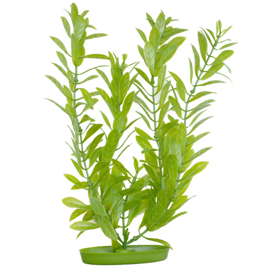marina-hygrophila-plant