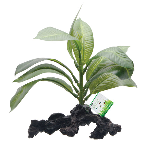 fluval-stemped-anubias-root-7-inch