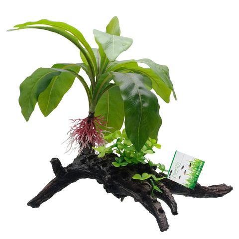 fluval-striped-anubias-plant-root-13-5-inch