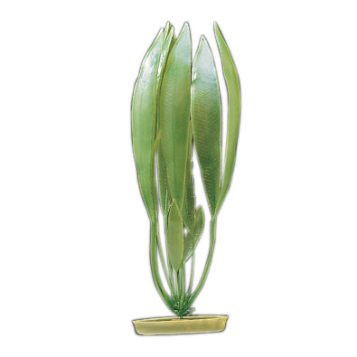 Marina Amazon Sword Plant