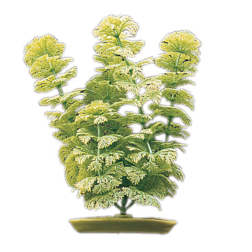 marina-ambilia-plant