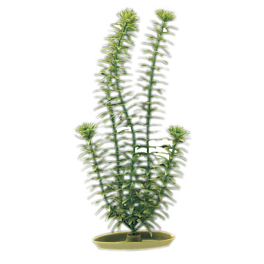 marina-anacharis-plant
