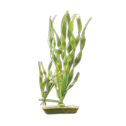 marina-corkscrew-valisineria-plant