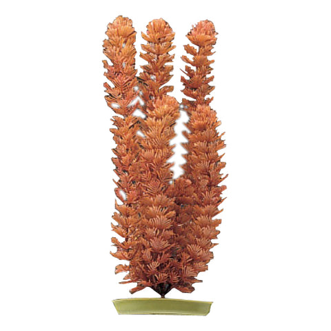 marina-foxtail-plant