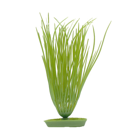 marina-hairgrass-plant