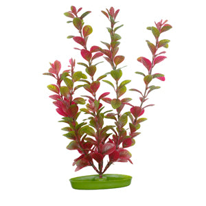marina-red-ludwigia-plant