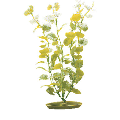 marina-cardamine-plant