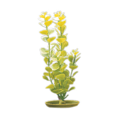 marina-moneywort-plant