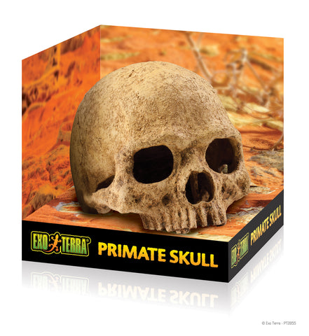 exo-terra-primate-skull