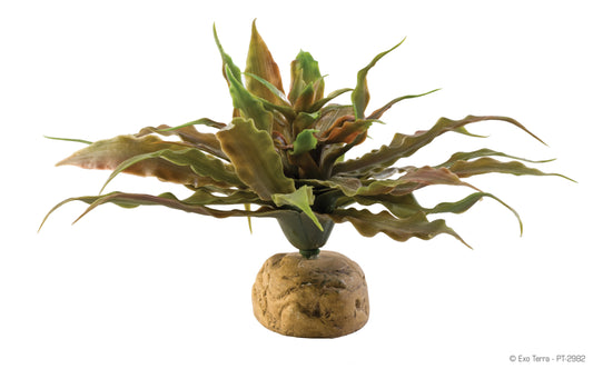 exo-terra-star-cactus