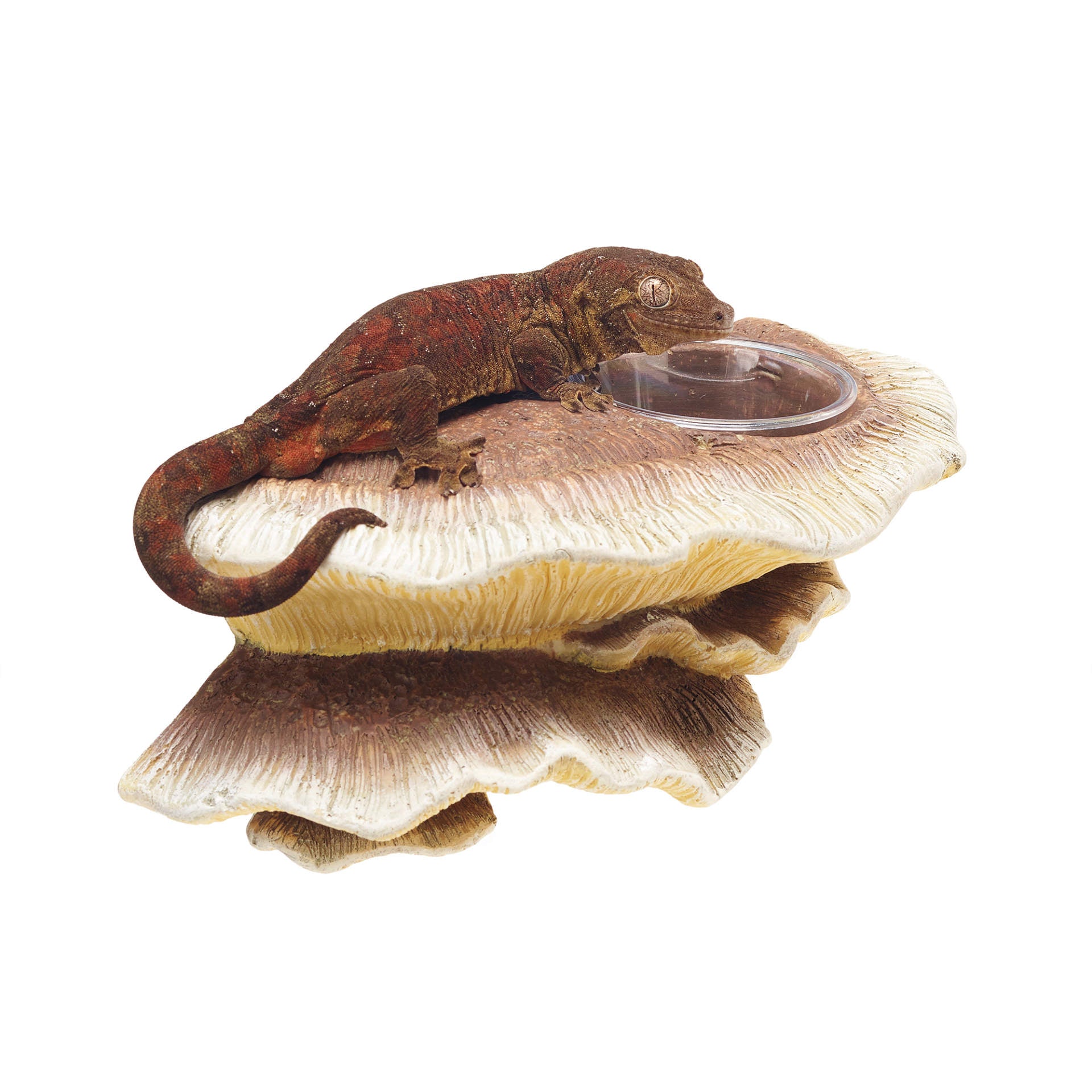 Zilla Vertical Mushroom Feeding Ledge – KensFish.com